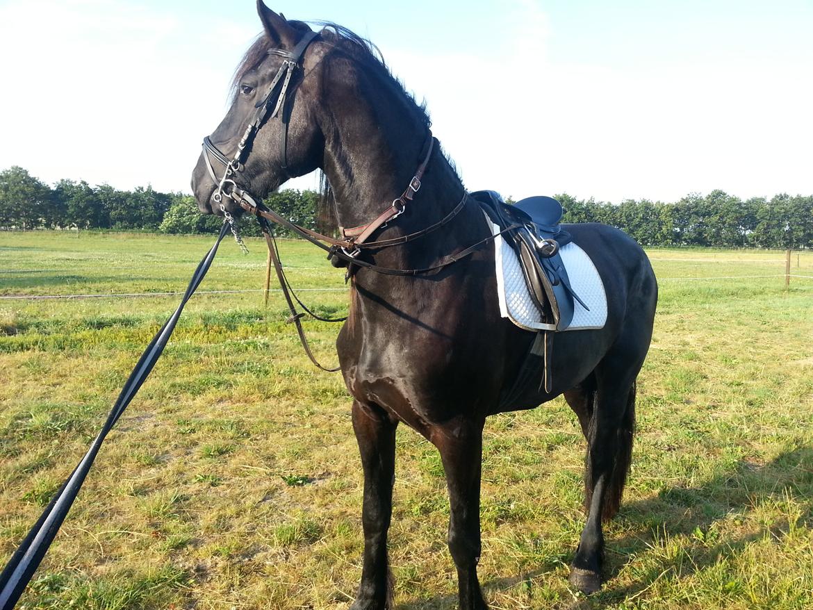 Frieser hasse krongaard - første gang han har saddel og hoved tøj på det gik rigtigt fint han tog bidet i munden første gang billede 8