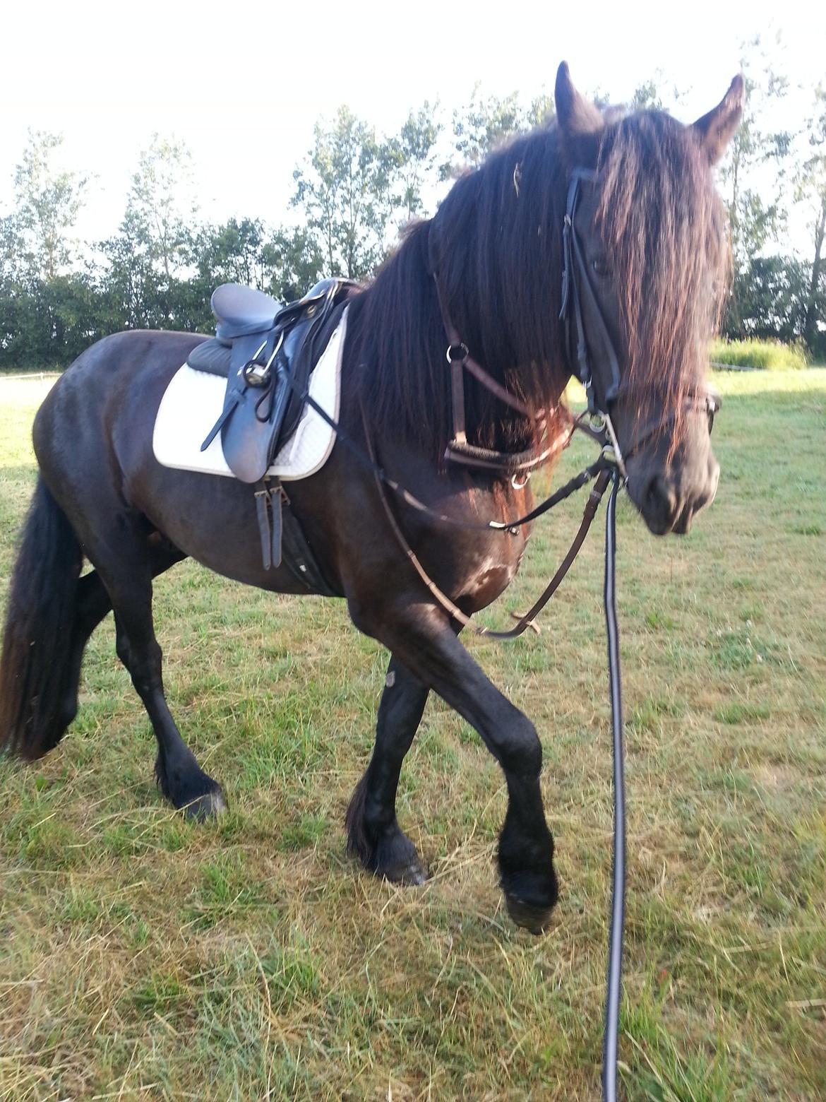 Frieser hasse krongaard - han kom hjem til mig i mandags og i dag onsdag fik han saddel og hovedetøj på  billede 7