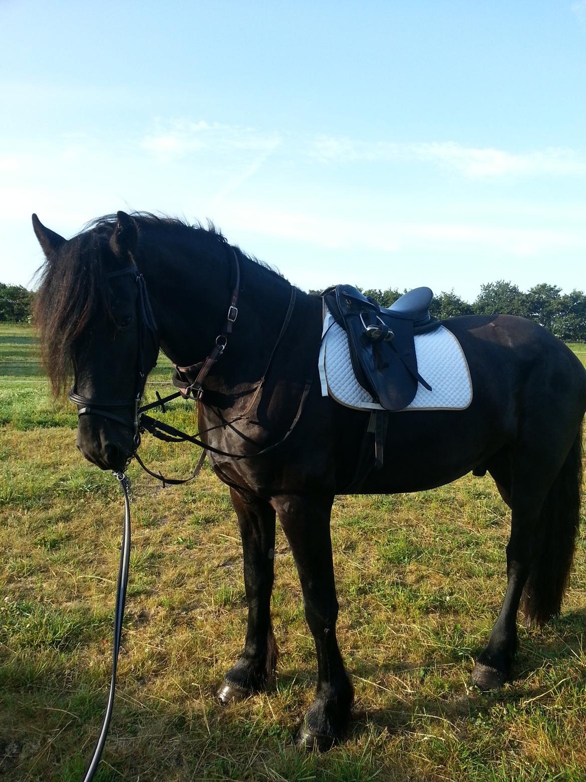 Frieser hasse krongaard - han er bare så dygtigt og rigtigt lærenem billede 9