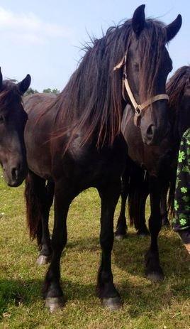 Frieser hasse krongaard - her nyder han og bliv snakket med
 billede 6