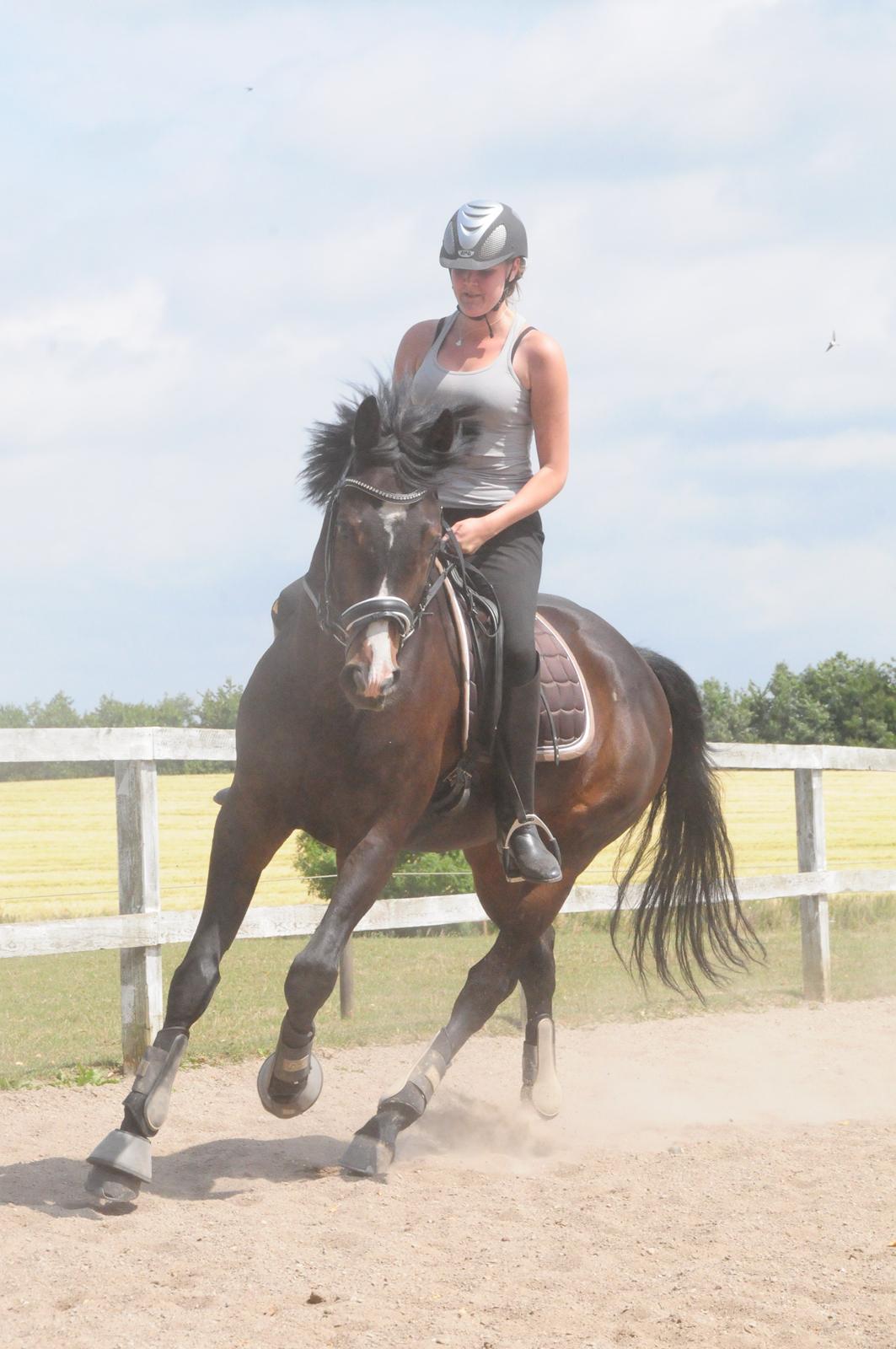 Polsk Varmblod Mikador - Det bedste er en god gallop :) <3 billede 15