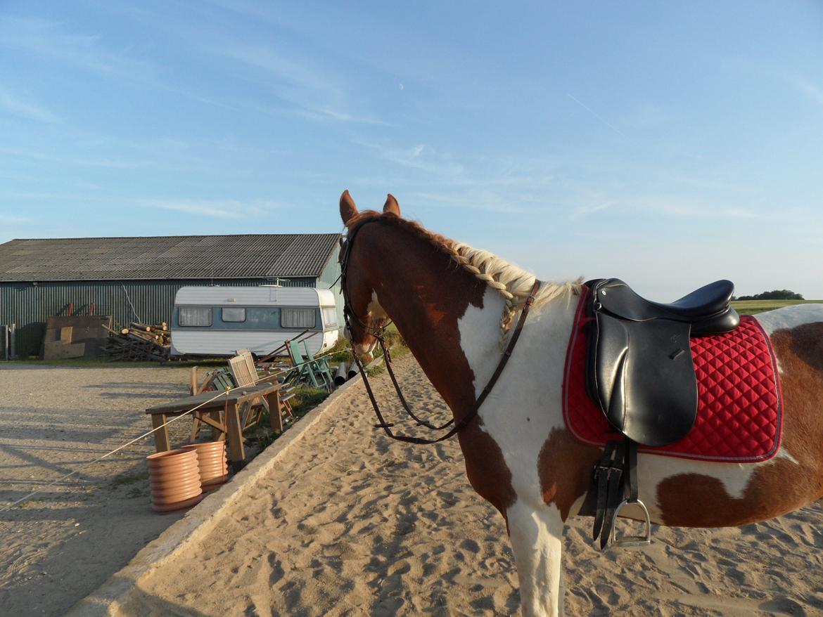 Pinto Araber |Grethe|tidligere hest - solgt - Efter en ridetur i sommerferien. billede 16