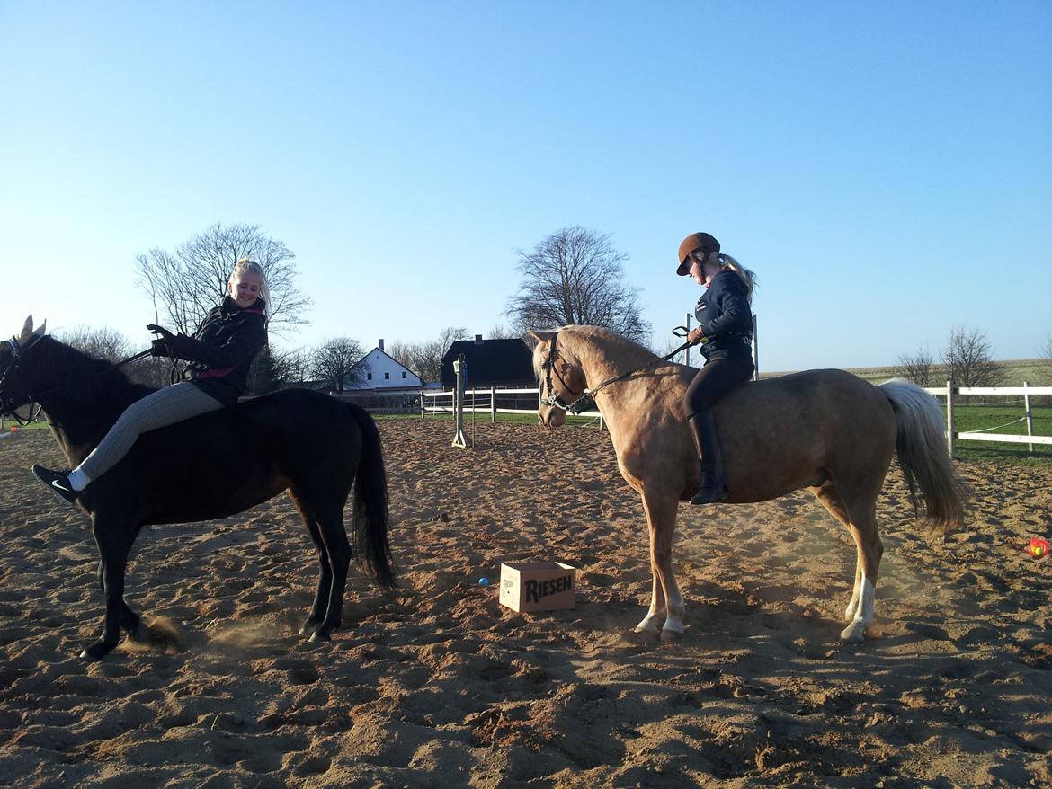 New Forest JOLIE billede 16