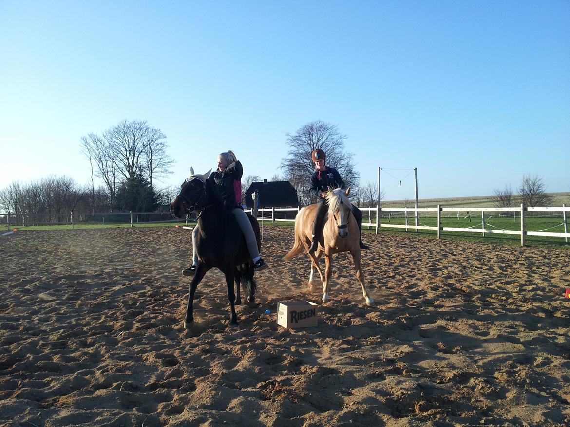 New Forest JOLIE billede 17