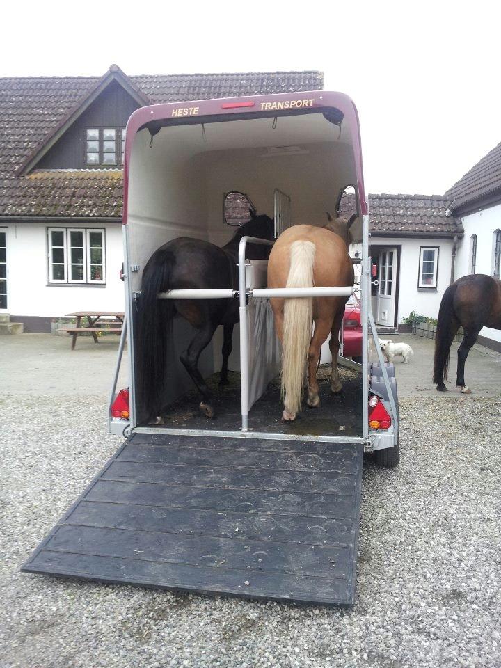 New Forest JOLIE billede 18