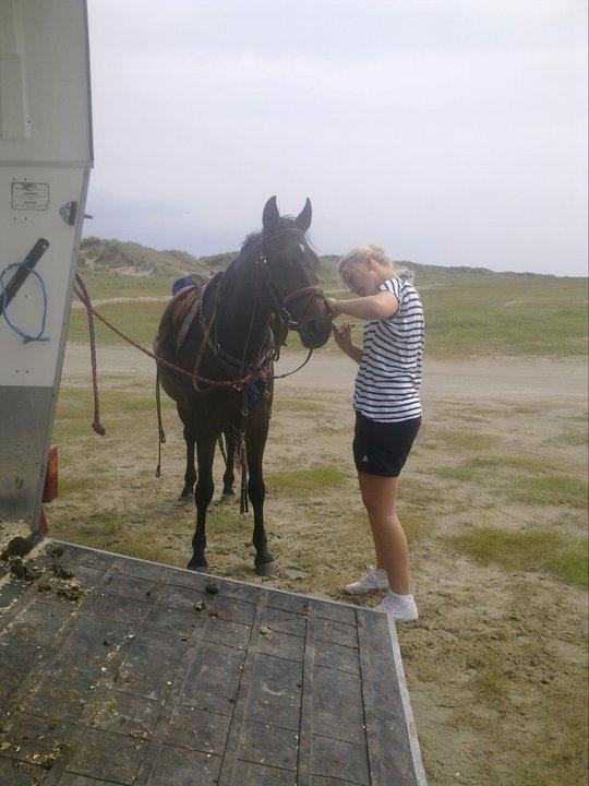 New Forest JOLIE billede 19