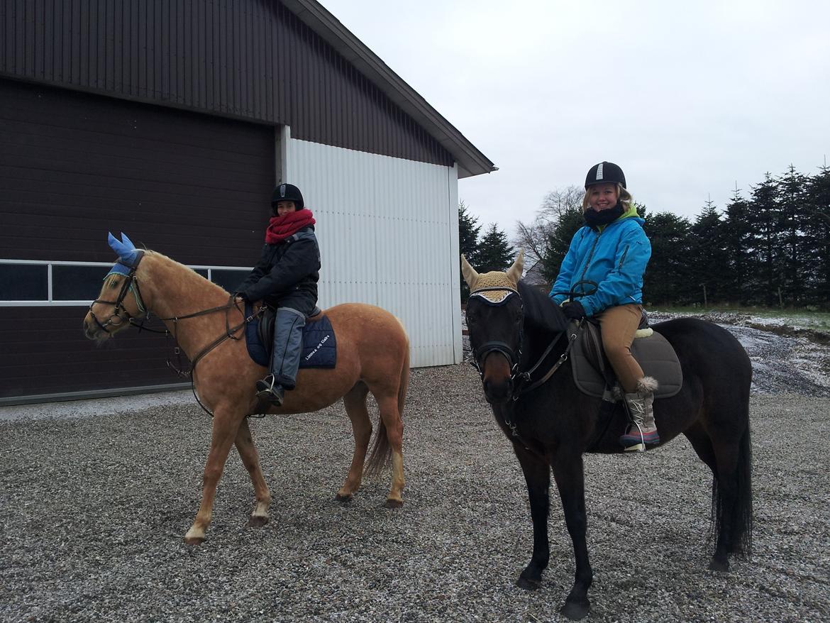 New Forest JOLIE billede 20