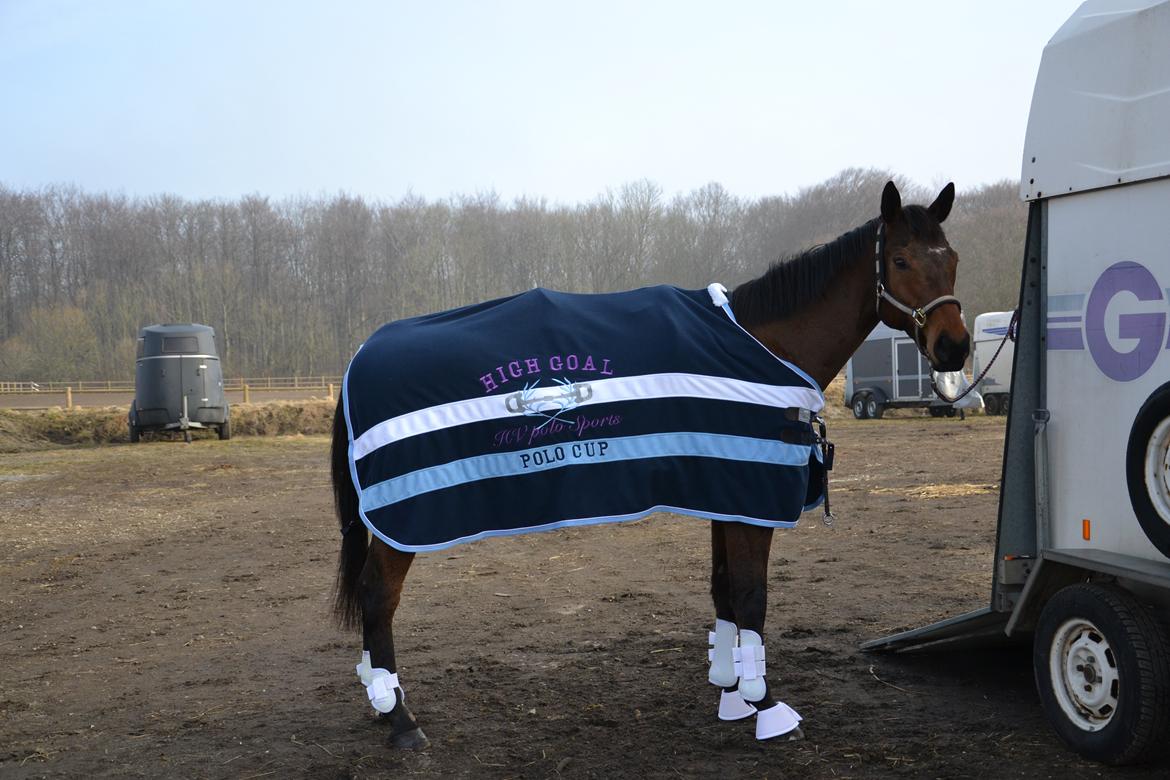 Fuldblod (XX) King of York billede 10