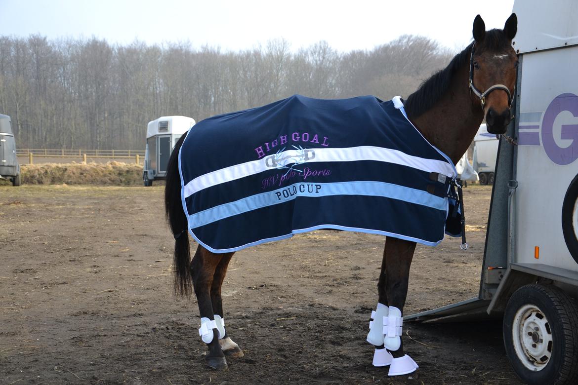 Fuldblod (XX) King of York billede 11