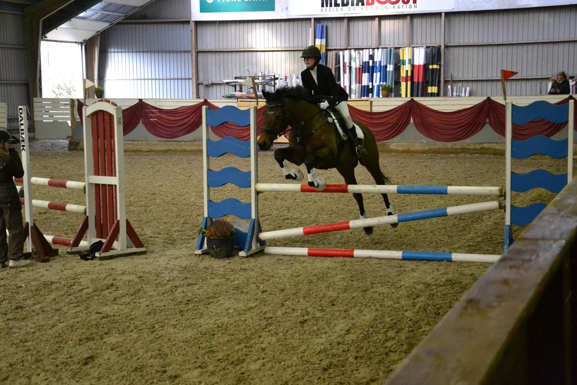 Fuldblod (XX) King of York - LD (90 cm) billede 12