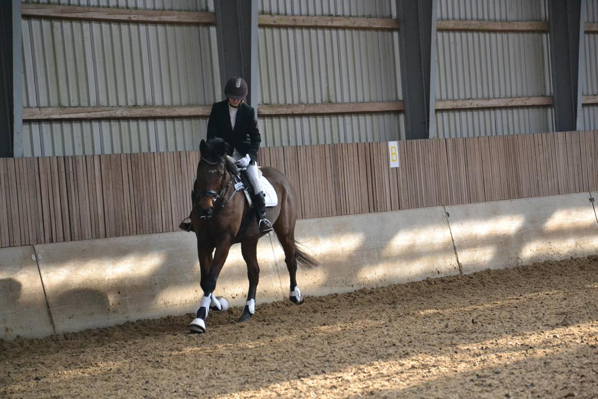 Fuldblod (XX) King of York billede 13