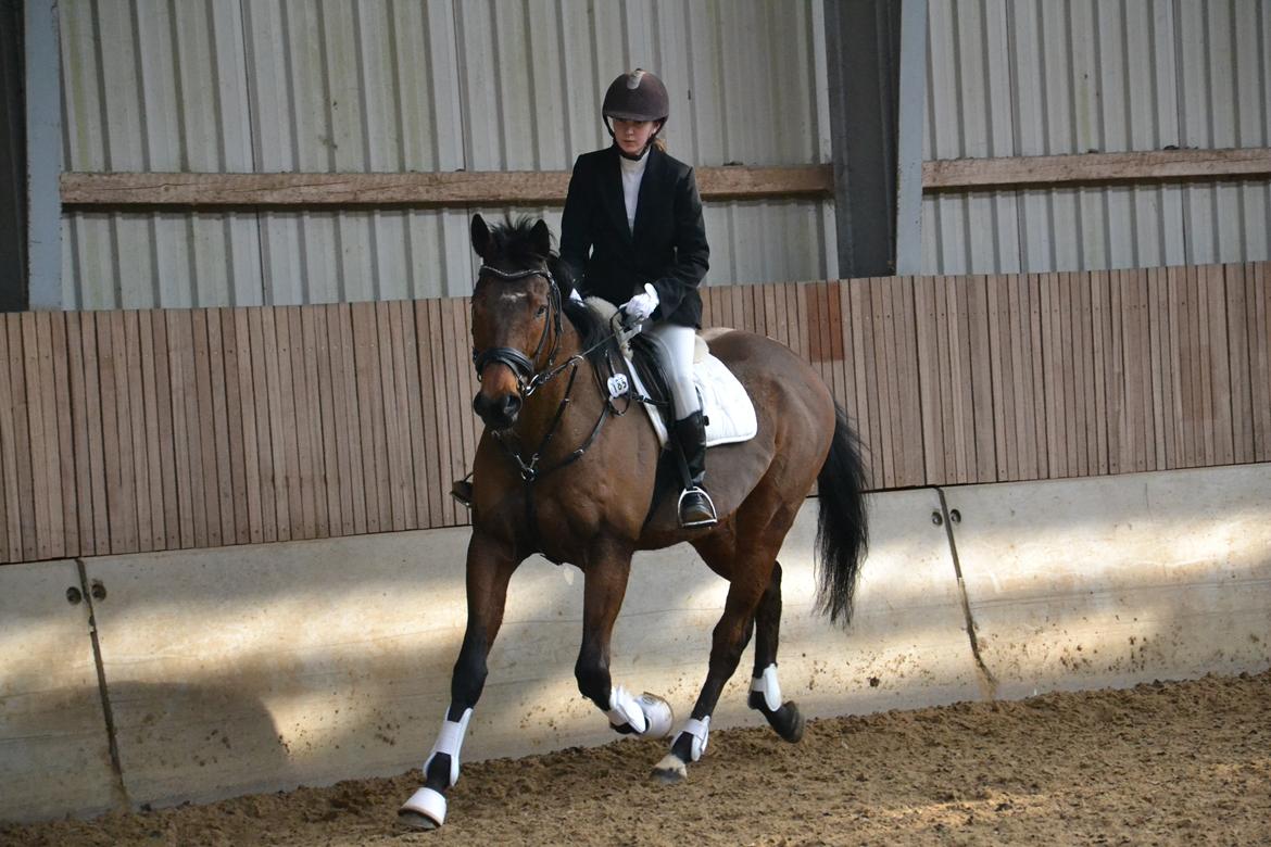 Fuldblod (XX) King of York billede 14