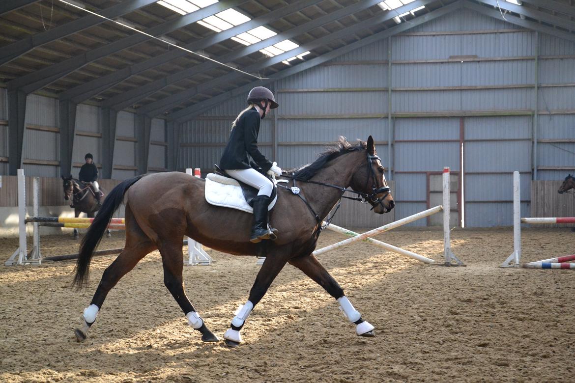 Fuldblod (XX) King of York billede 15