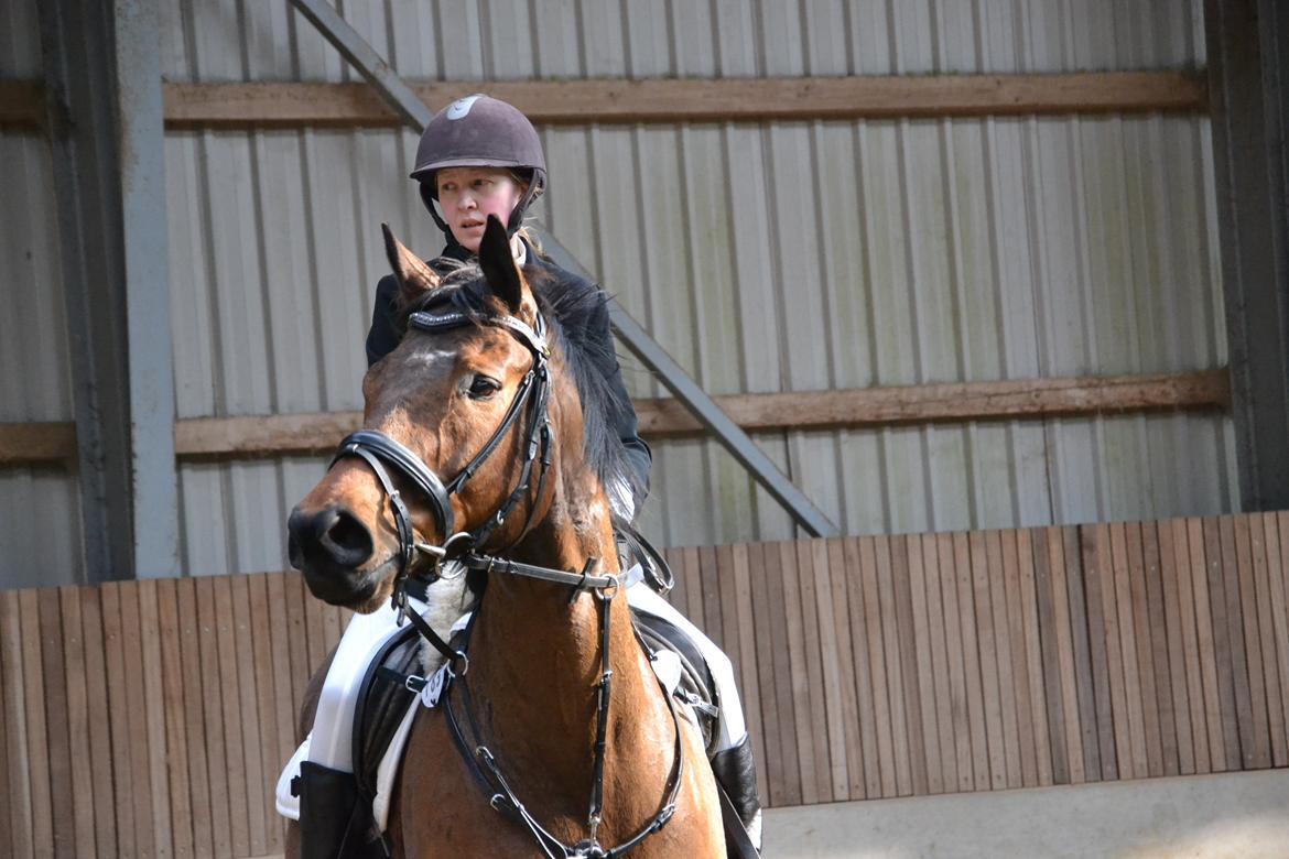 Fuldblod (XX) King of York billede 16