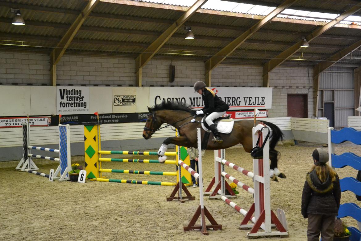 Fuldblod (XX) King of York - LC (1 m) billede 17