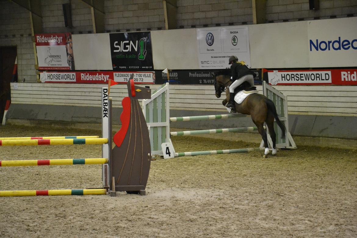 Fuldblod (XX) King of York - LC (1 m) billede 18