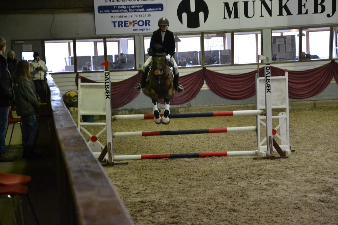 Fuldblod (XX) King of York - LC (1 m) billede 19