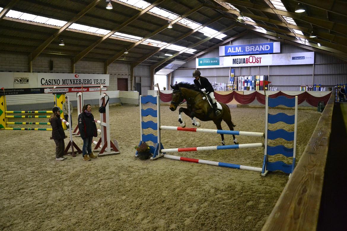 Fuldblod (XX) King of York - LC (1 m) billede 20