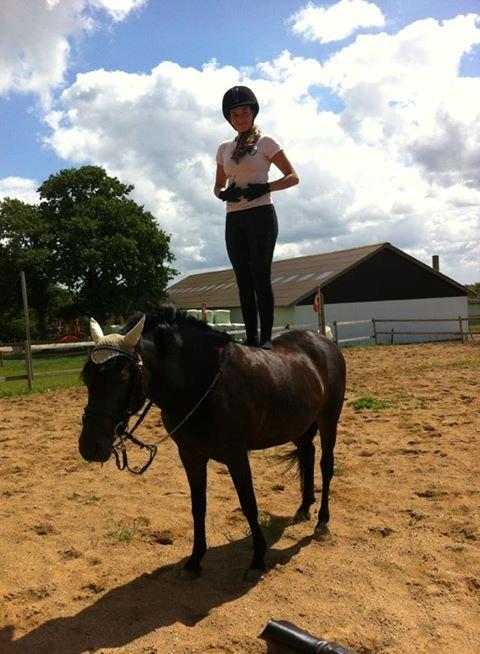 New Forest JOLIE billede 24