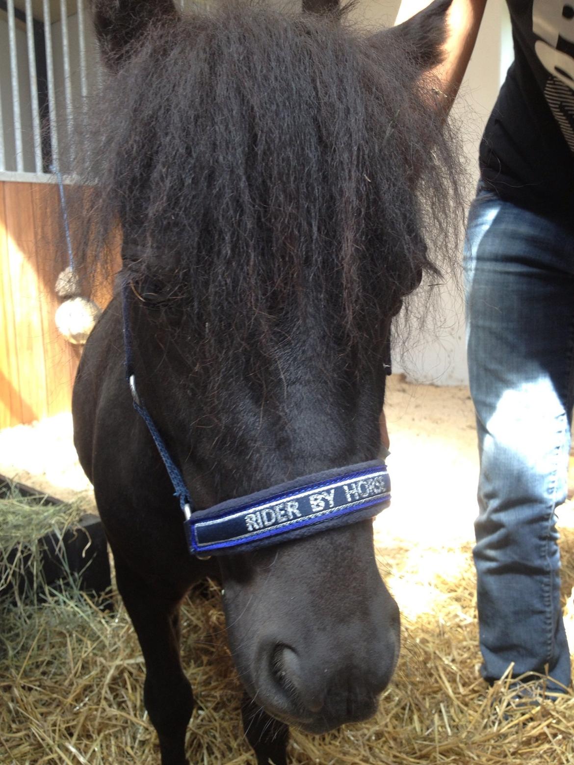 Anden særlig race Im The Peanut *Nutte* billede 7