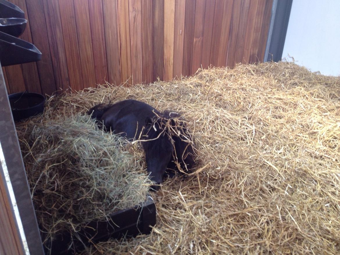 Anden særlig race Im The Peanut *Nutte* billede 8