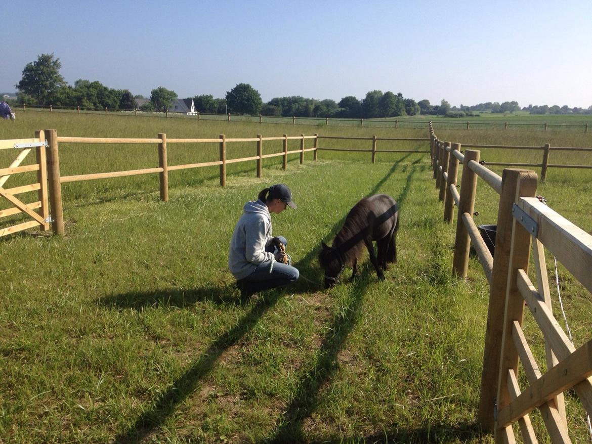 Anden særlig race Im The Peanut *Nutte* billede 9