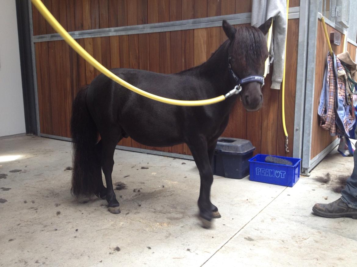 Anden særlig race Im The Peanut *Nutte* billede 10
