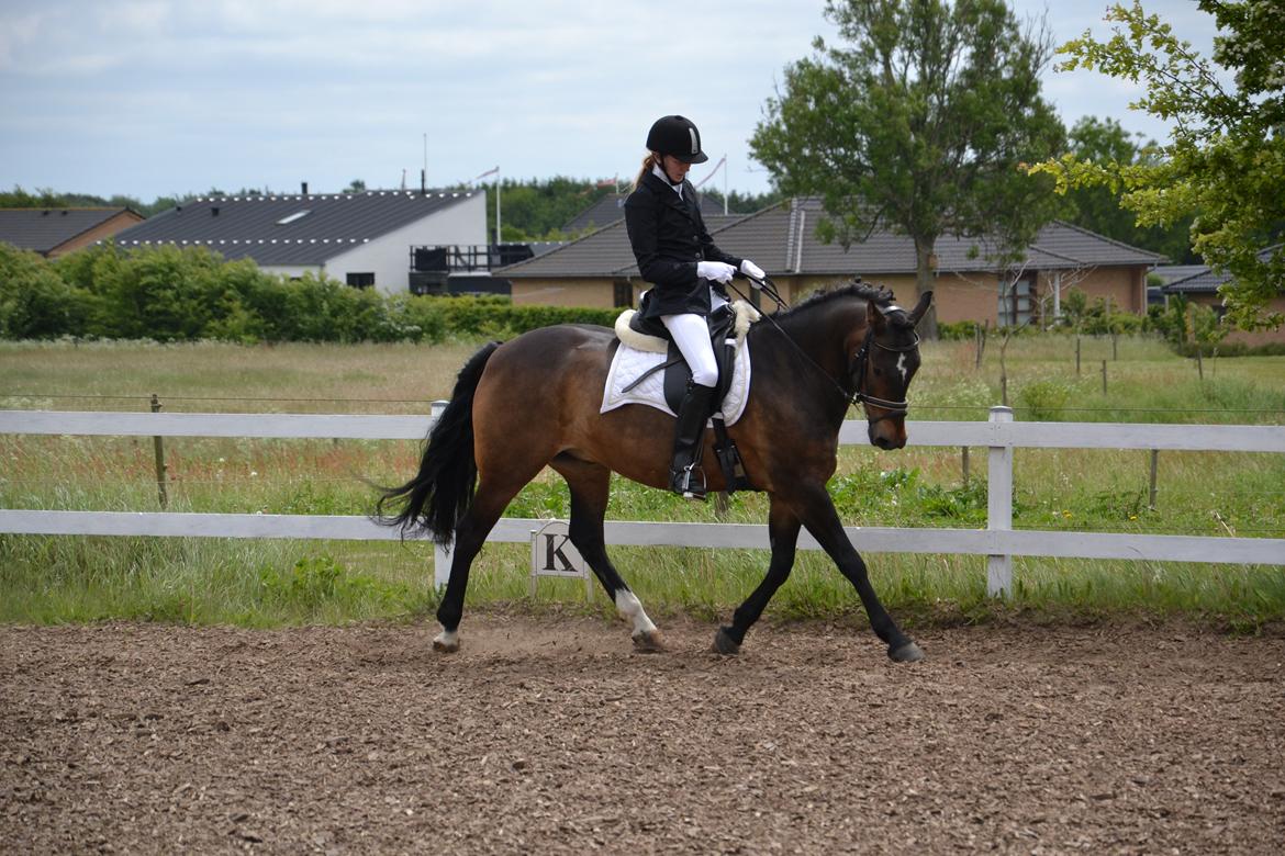 New Forest Stegstedgårds zidane (aflivet) - jelling LC1 billede 15