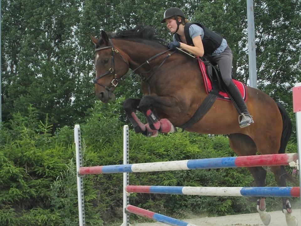 Dansk Varmblod - Adventure C. - 120cm på AC <3 billede 3