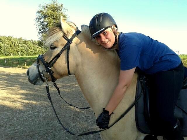 Fjordhest Laban billede 11