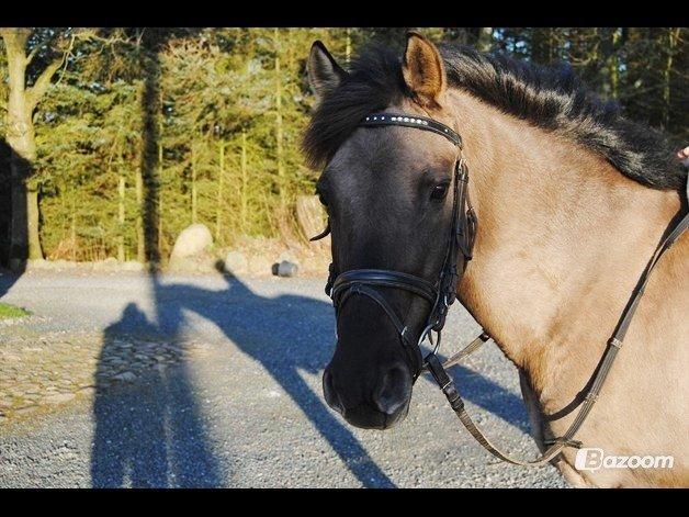 Anden særlig race Lorell billede 4