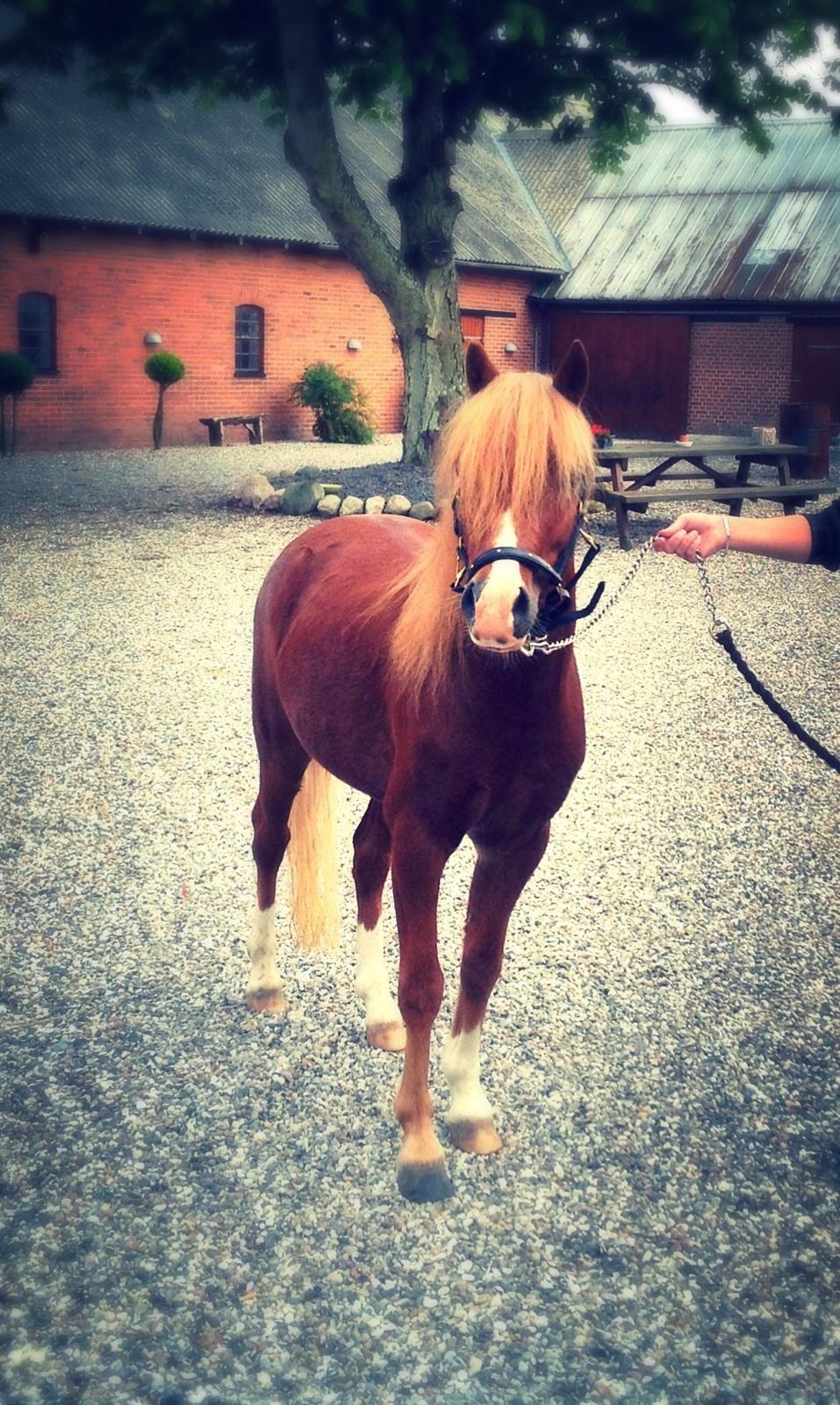 Welsh Mountain (sec A) Meravigliose Hello Cavallino billede 6