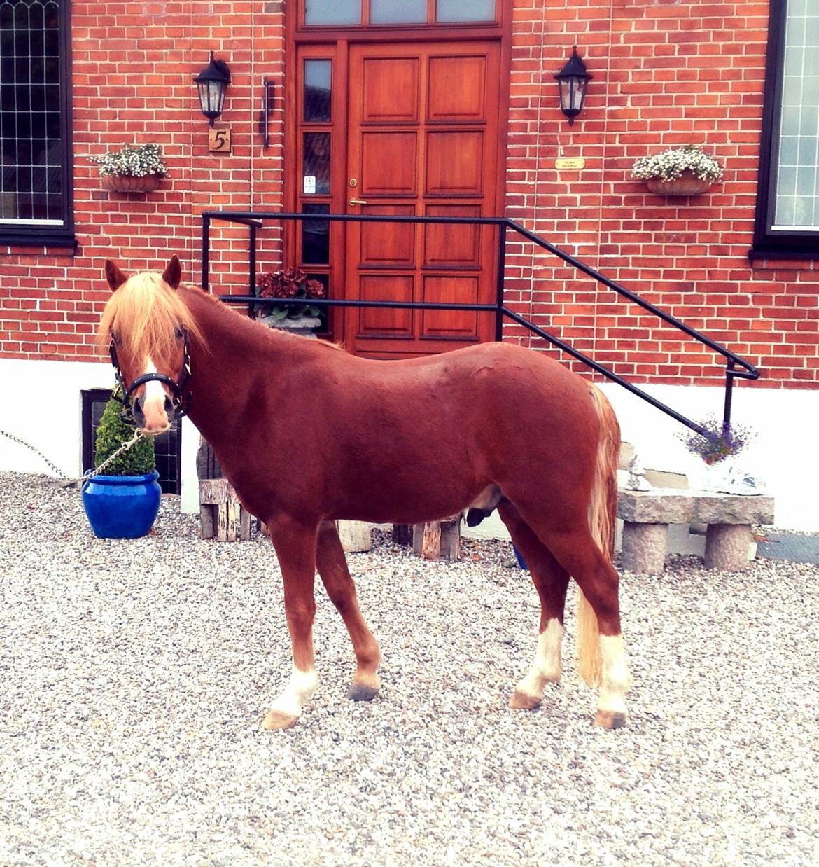 Welsh Mountain (sec A) Meravigliose Hello Cavallino billede 7