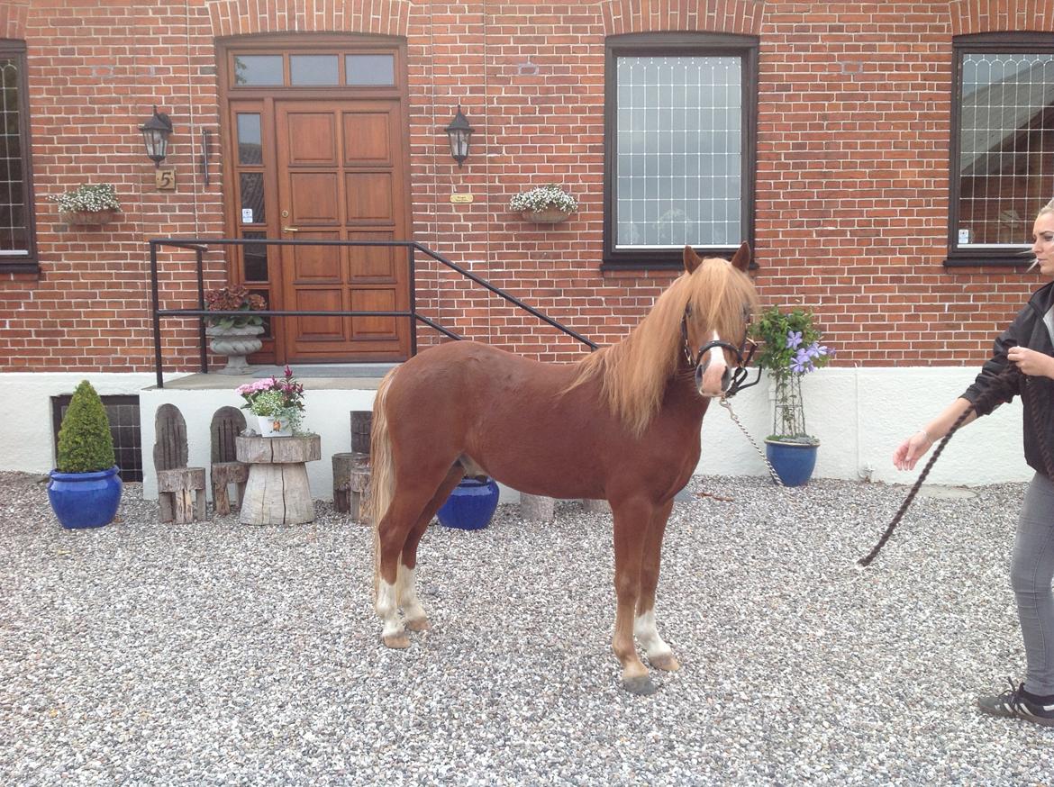 Welsh Mountain (sec A) Meravigliose Hello Cavallino billede 8