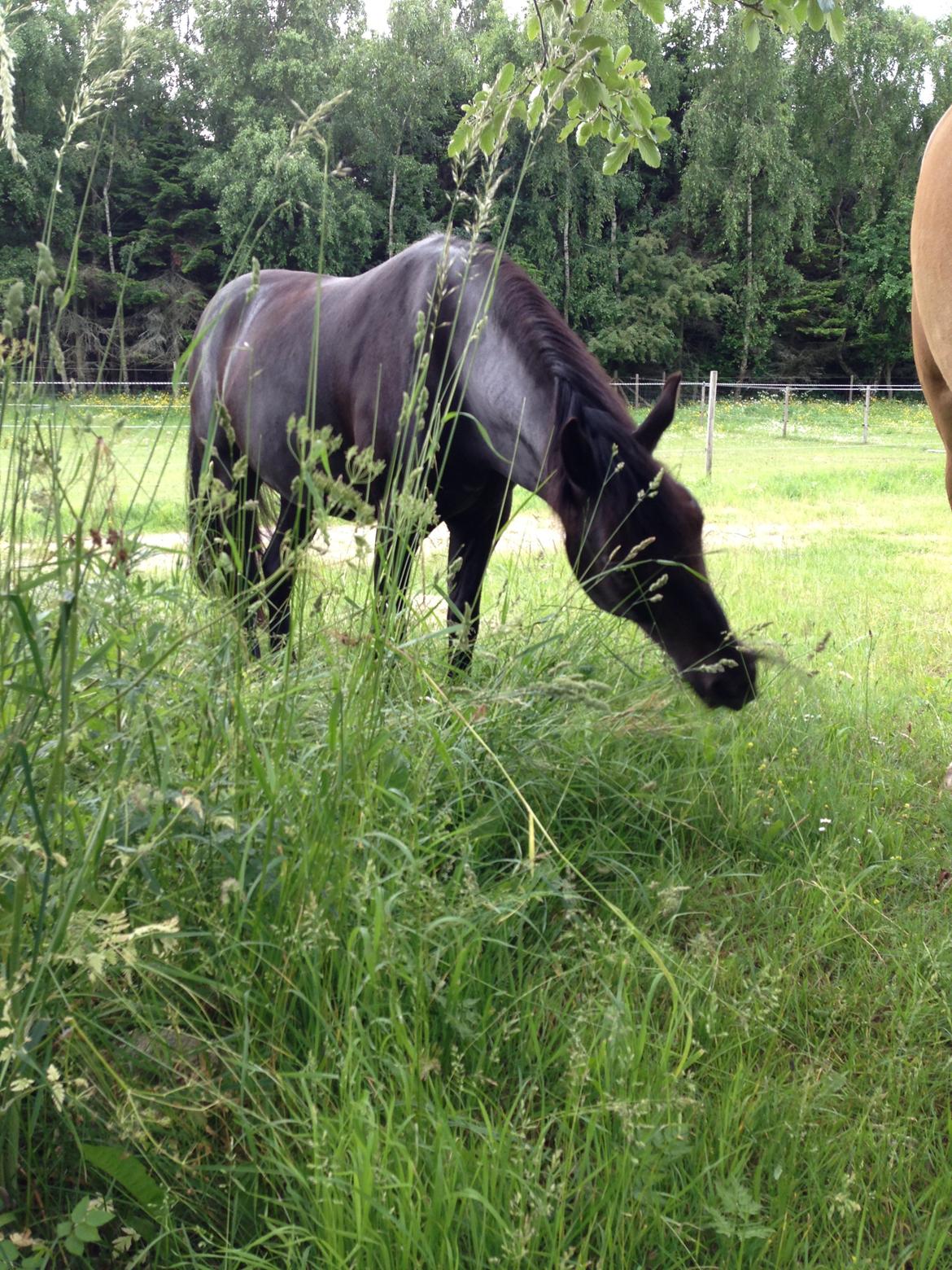 Welsh Pony af Cob-type (sec C) Nafi <3 stjerneponyen<3(tidl. hest) billede 17