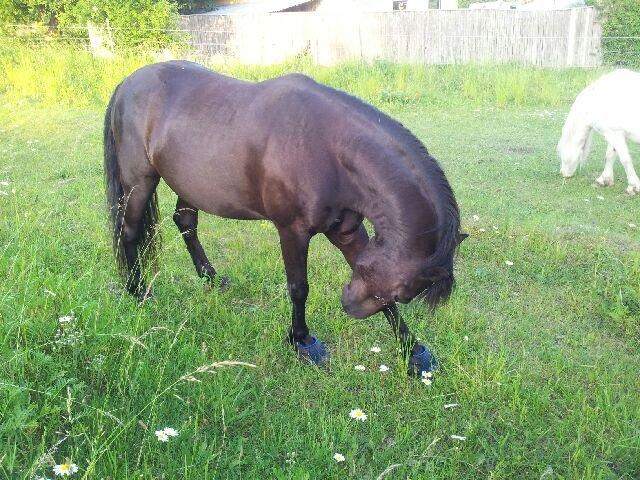 Welsh Pony af Cob-type (sec C) Nafi <3 stjerneponyen<3(tidl. hest) billede 18