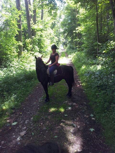 Welsh Pony af Cob-type (sec C) Nafi <3 stjerneponyen<3(tidl. hest) billede 19