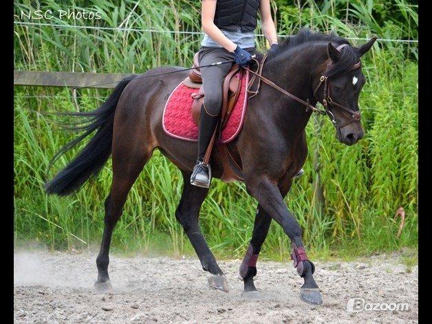 New Forest Løgtholt´s Bastian <3  - opvarmning til spring <3<3 billede 17