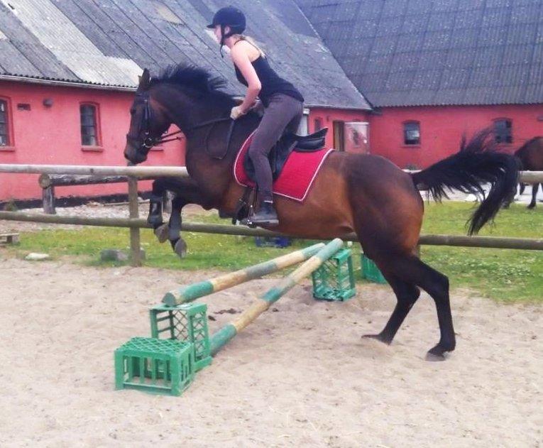 Dansk Varmblod Kastaniegårdens Nivea - Første gang Nivea tager et lille hop :-) billede 12