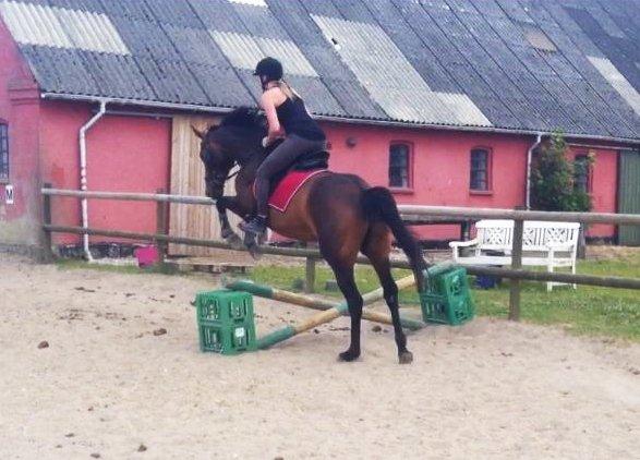 Dansk Varmblod Kastaniegårdens Nivea - Første gang Nivea tager et lille hop :-) billede 2