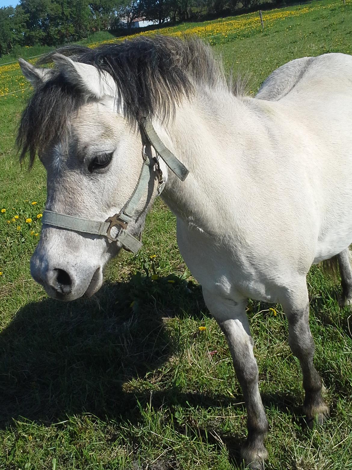 Anden særlig race Pippi ( Solgt) - Putte med dårlig kondi! - Forår 2013 billede 13