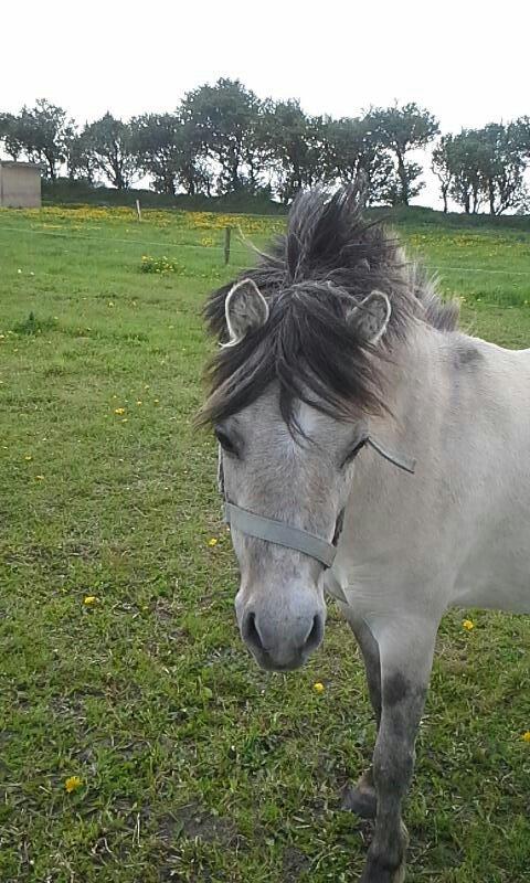 Anden særlig race Pippi ( Solgt) - Pippi min utrolig skønne pony! - 2013 billede 14