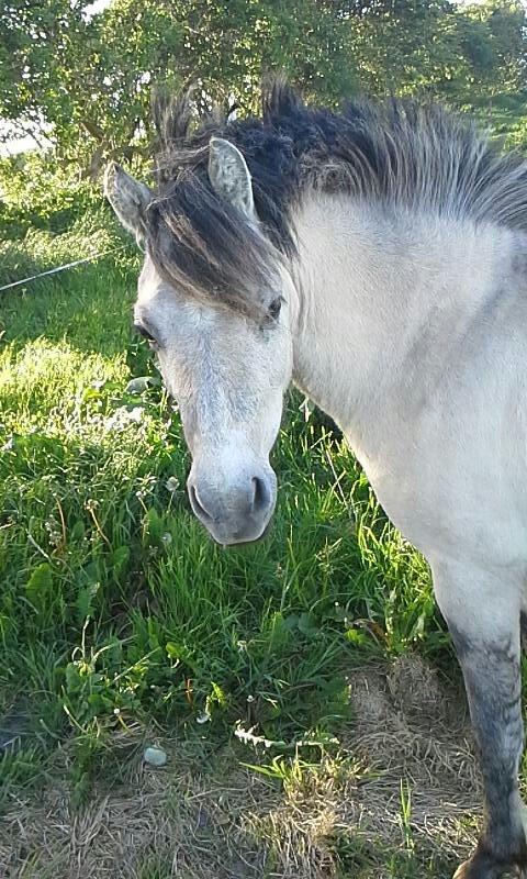 Anden særlig race Pippi ( Solgt) - Den skønne pony skal på slankekur! - 2013 billede 15