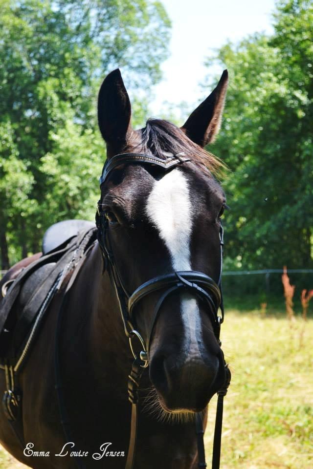 Oldenborg Matiné af Kassø (Tilred) billede 9