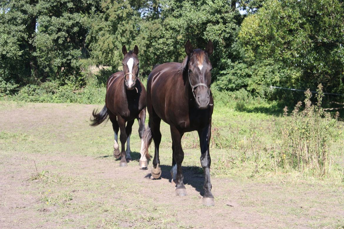 Oldenborg Matiné af Kassø (Tilred) billede 14