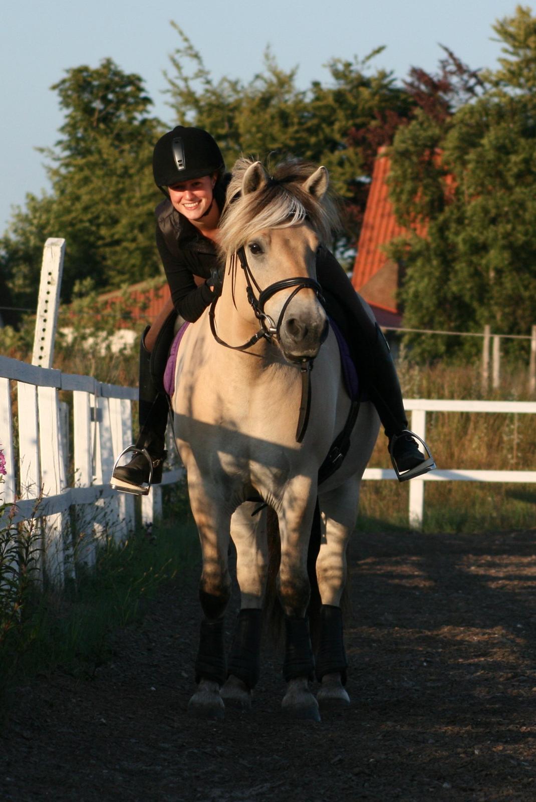 Fjordhest Højgaards Induc - 16/7 2013 billede 4