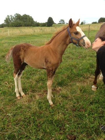 Anden særlig race Vandløbsgaardens Chili-Shakealot - Jeg elsker dig Chili Bobs! billede 1