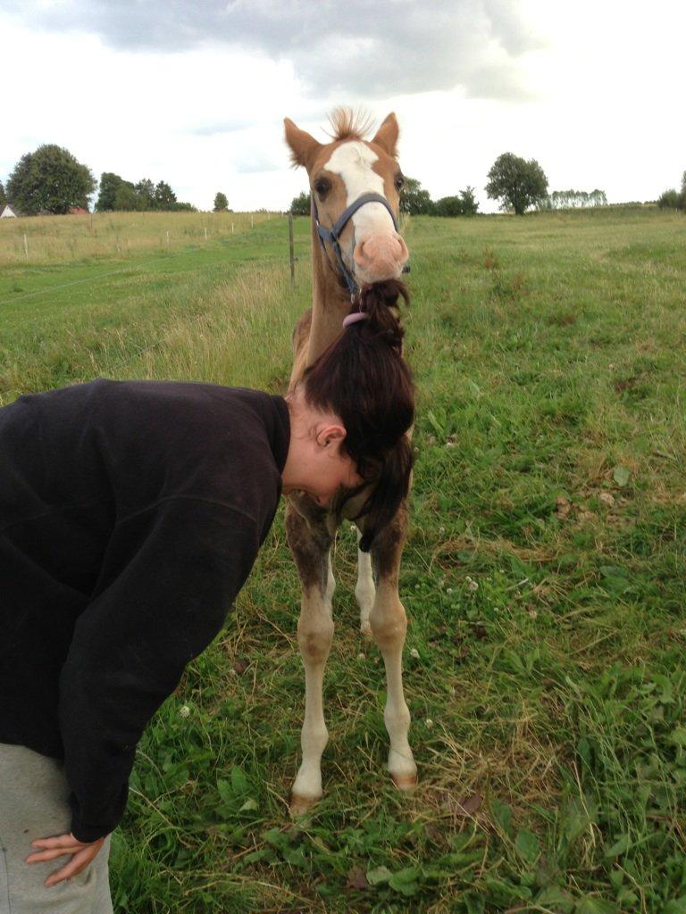 Anden særlig race Vandløbsgaardens Chili-Shakealot - Frækkert... billede 2