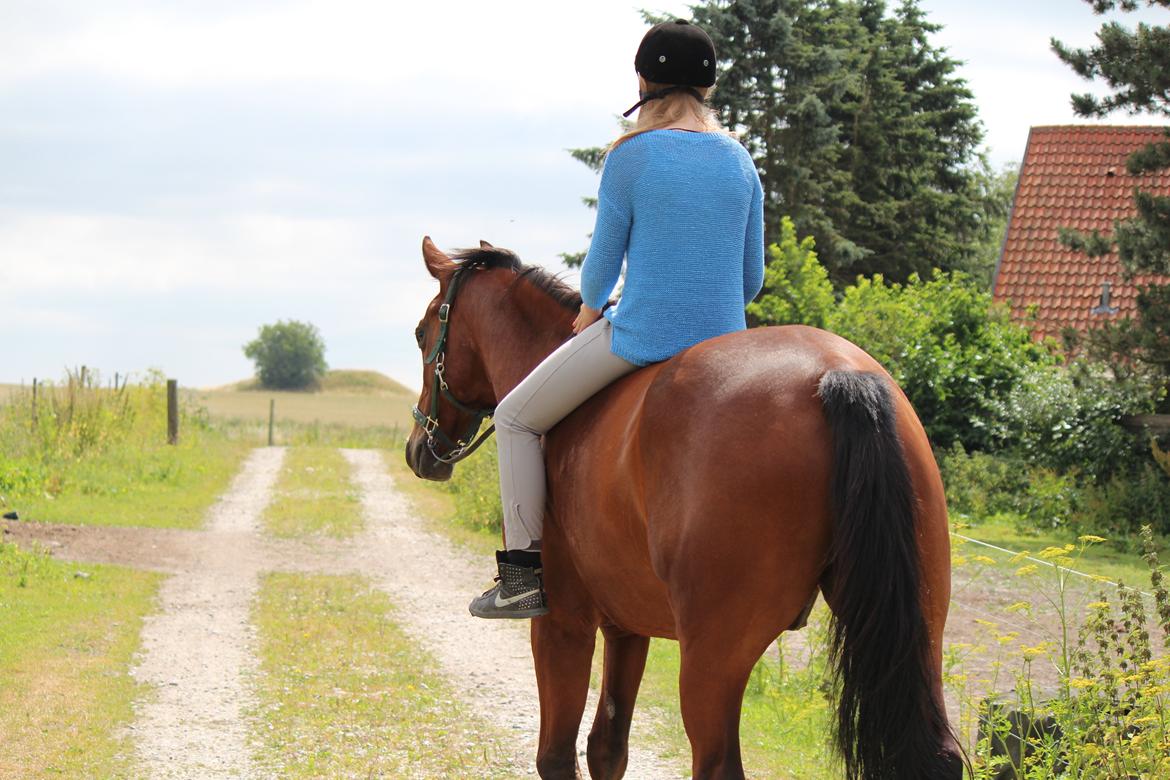 Pinto Pegasus | Soulmate | - 20) Ud på nye eventyr :-)  billede 20