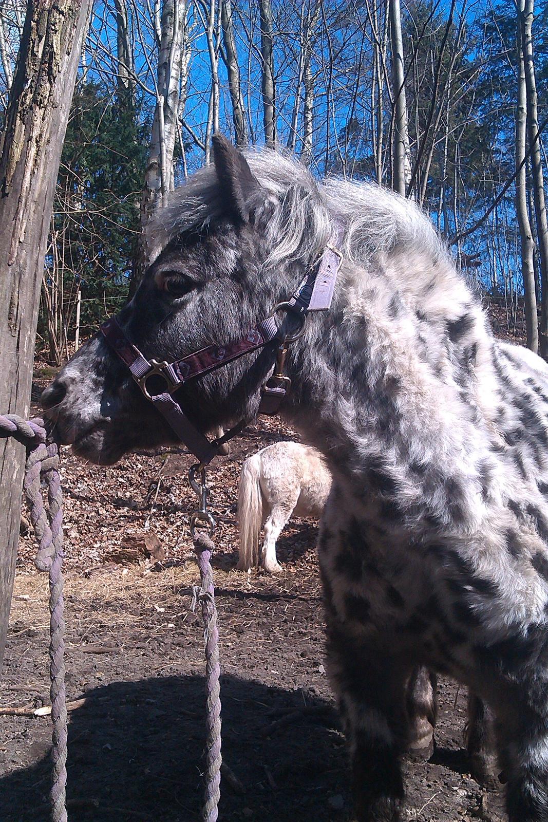 Knabstrupper Flipper billede 5